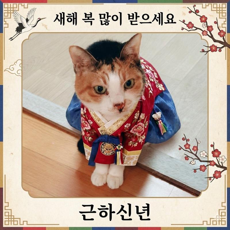 猫咪韩服新年贺卡生成提示词
