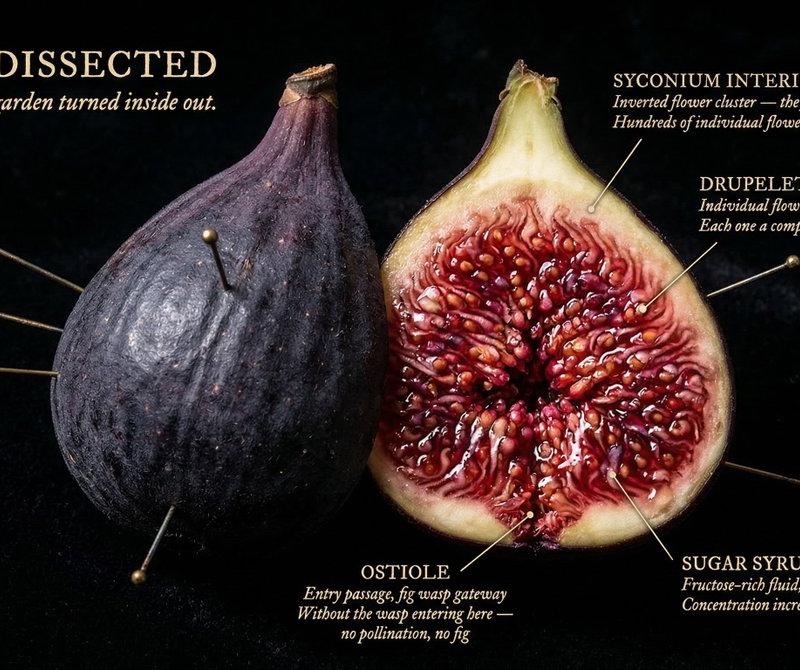 Caravaggio specimen cross-section: GPT Image 2 prompt