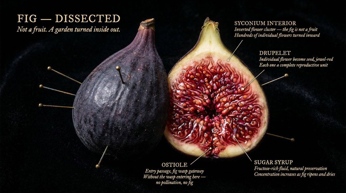 Caravaggio specimen cross-section: GPT Image 2 prompt