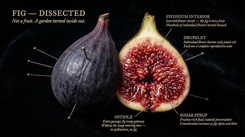 Caravaggio specimen cross-section: GPT Image 2 prompt