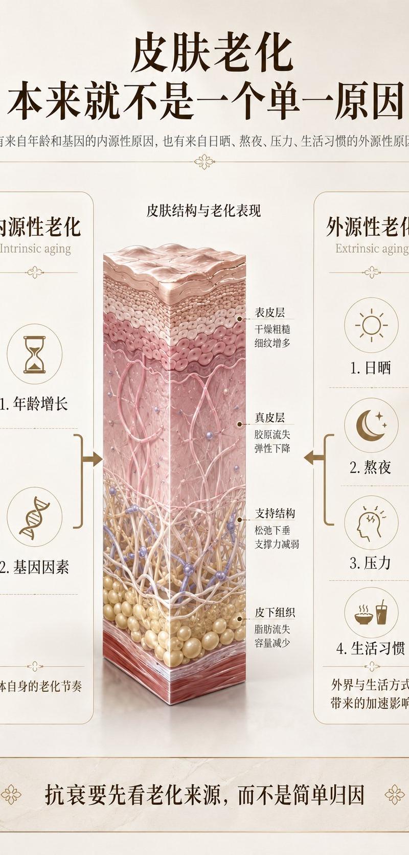 眼周护理分阶段胶原支撑科普配图