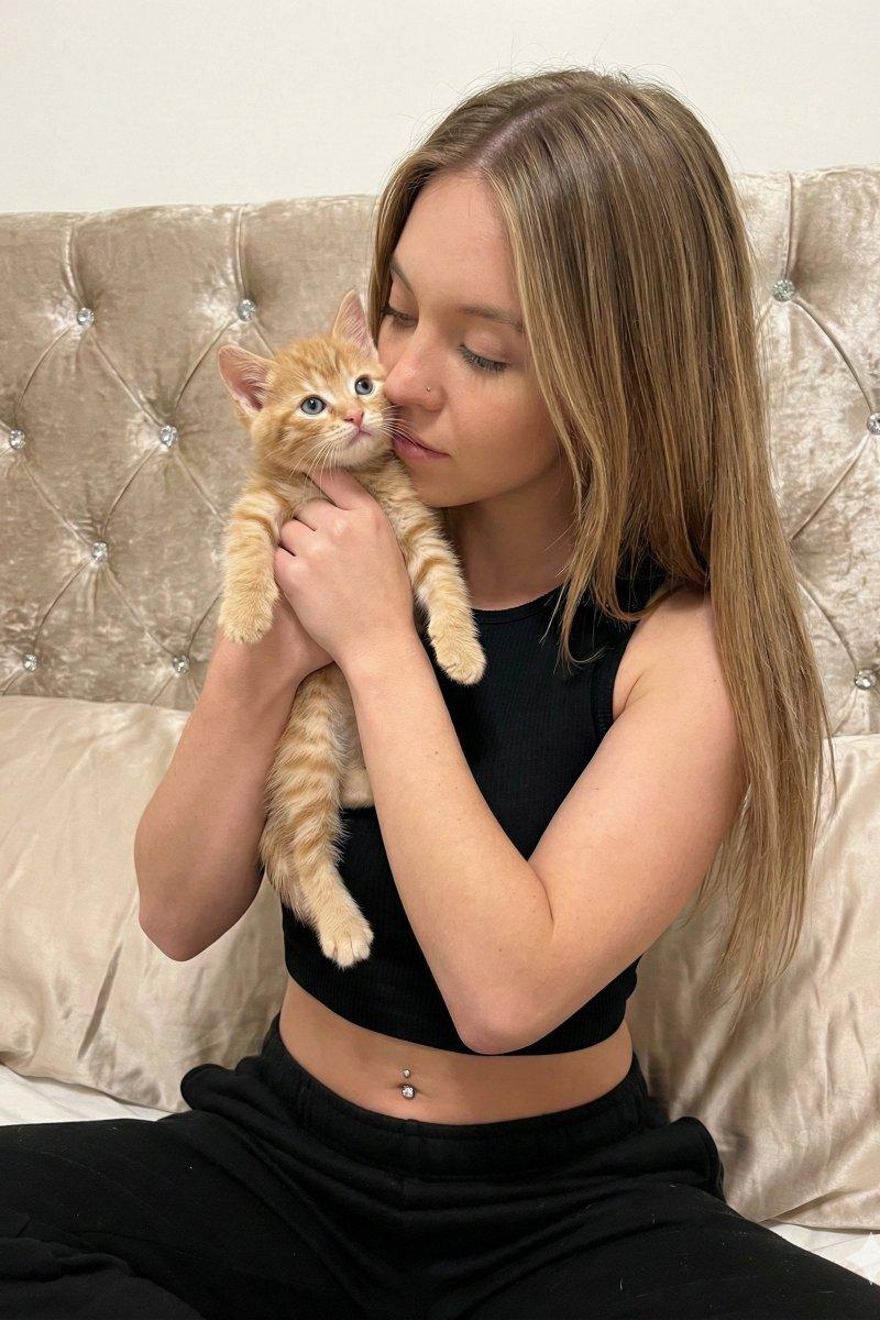 好莱坞甜心怀抱姜黄萌猫的温柔时刻