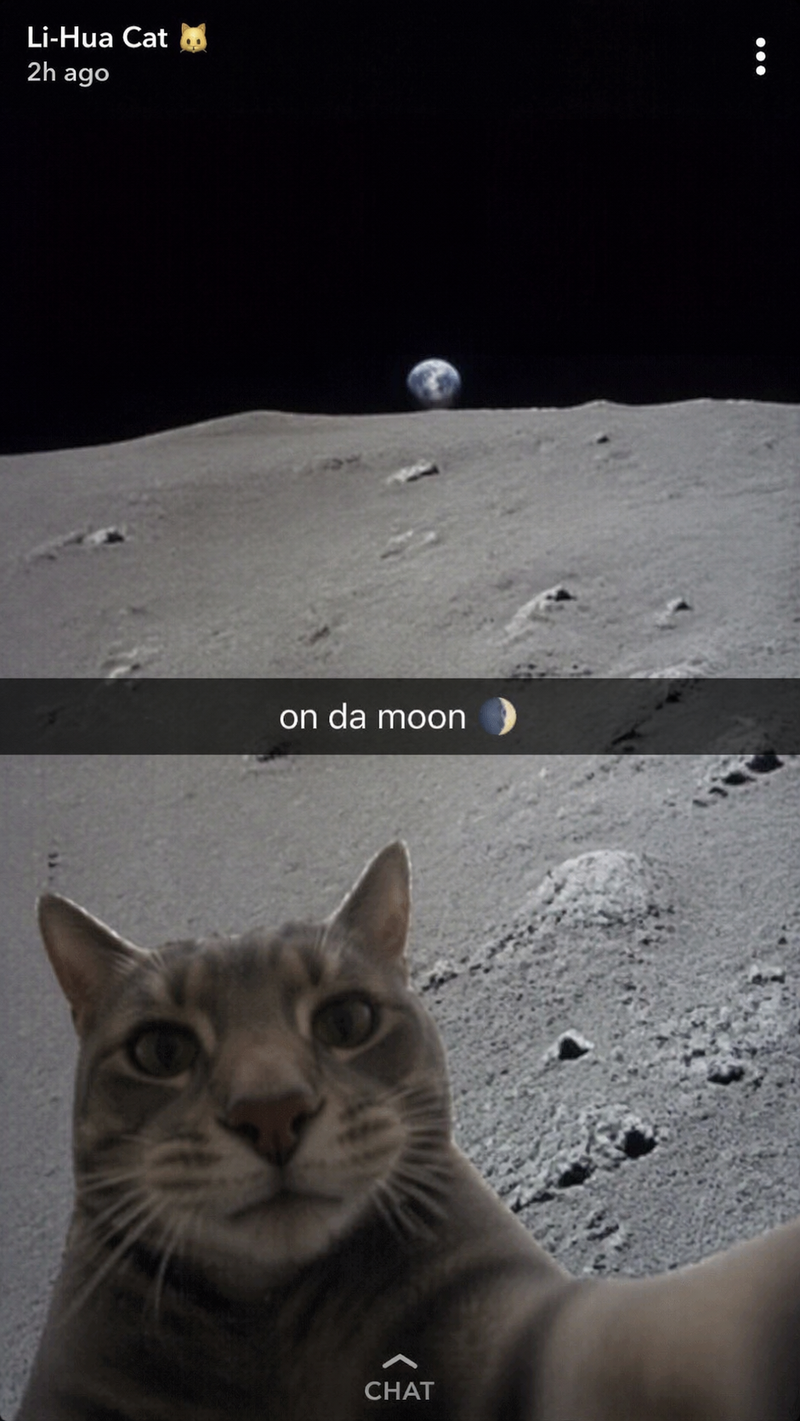 low quality phone selfie of a Li-Hua cat far away, The moon's surface in the bac