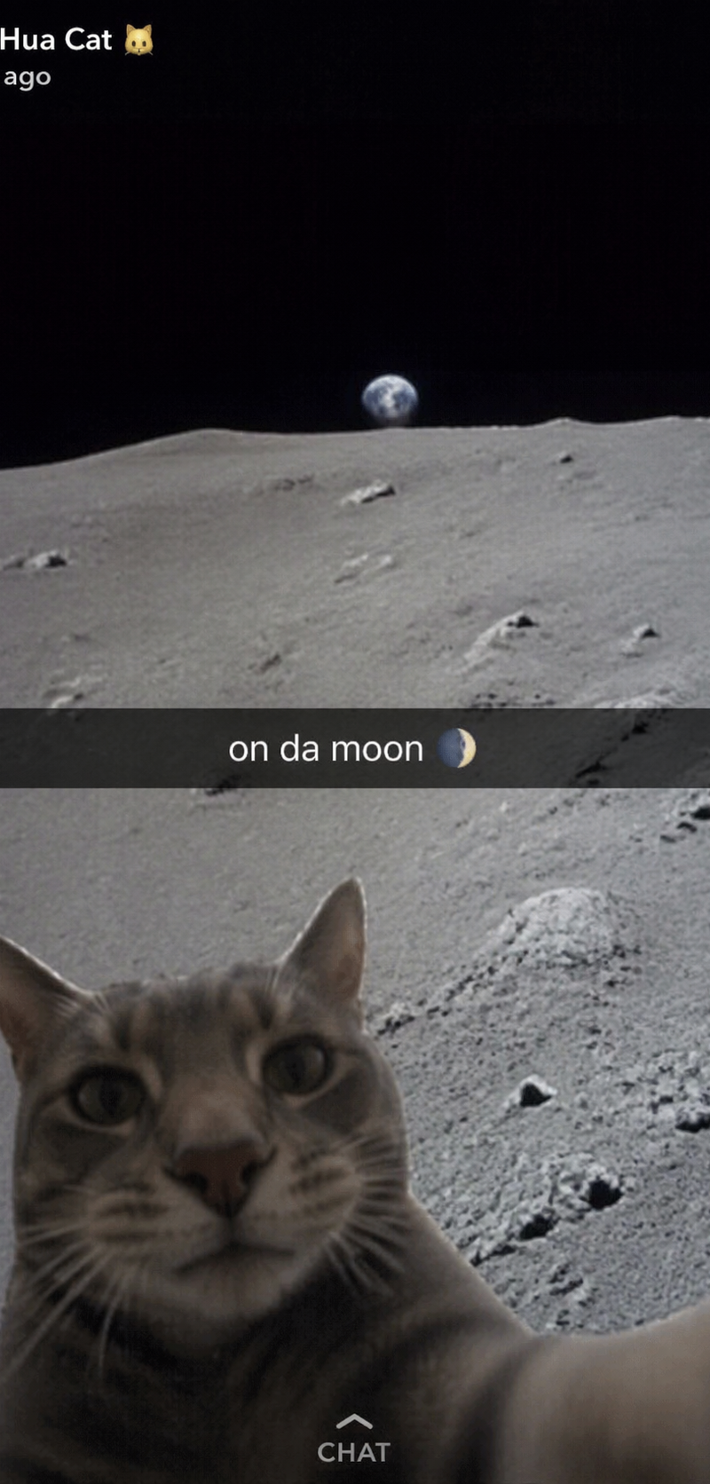 low quality phone selfie of a Li-Hua cat far away, The moon's surface in the bac
