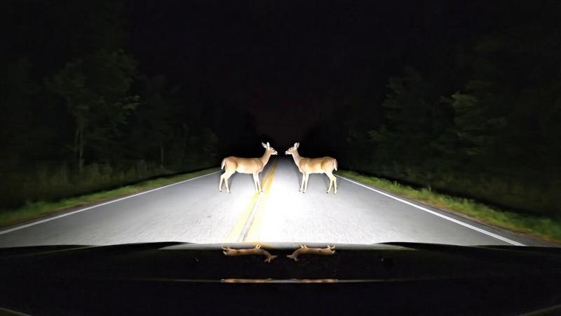 夜行摄录：鹿儿搞笑舞蹈挑战 🦌😅