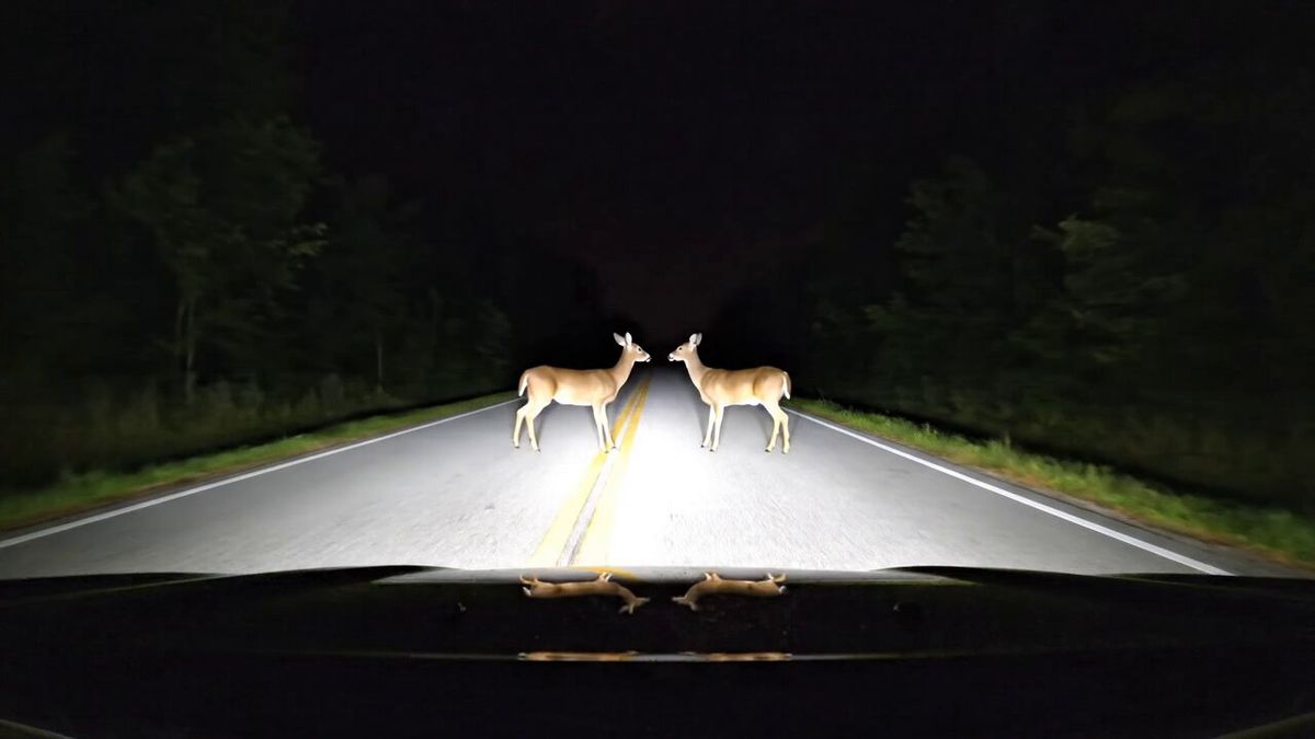 夜行摄录：鹿儿搞笑舞蹈挑战 🦌😅