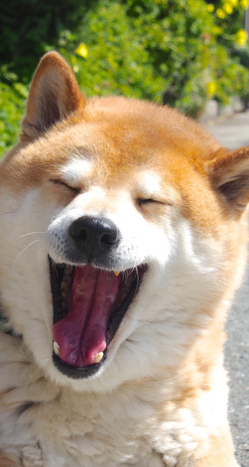 自制愛犬そっくりのぬいぐるみクレーンゲーム🐶