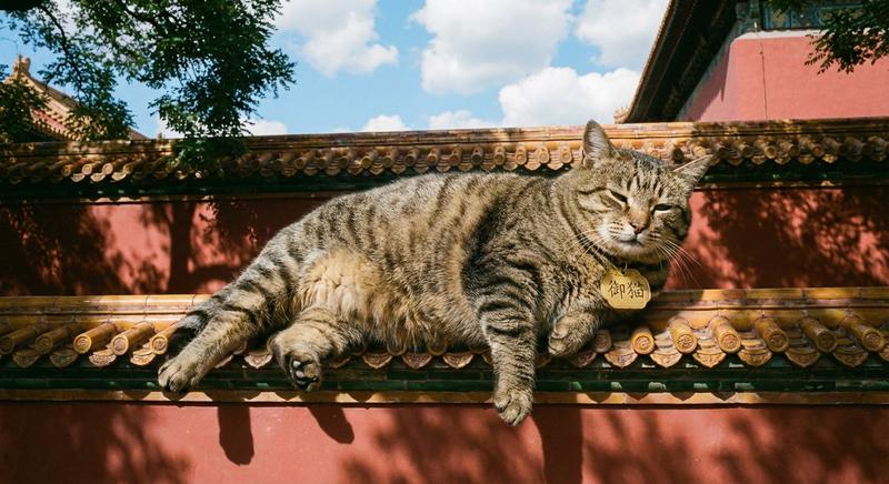 故宫红墙上的慵懒狸花猫