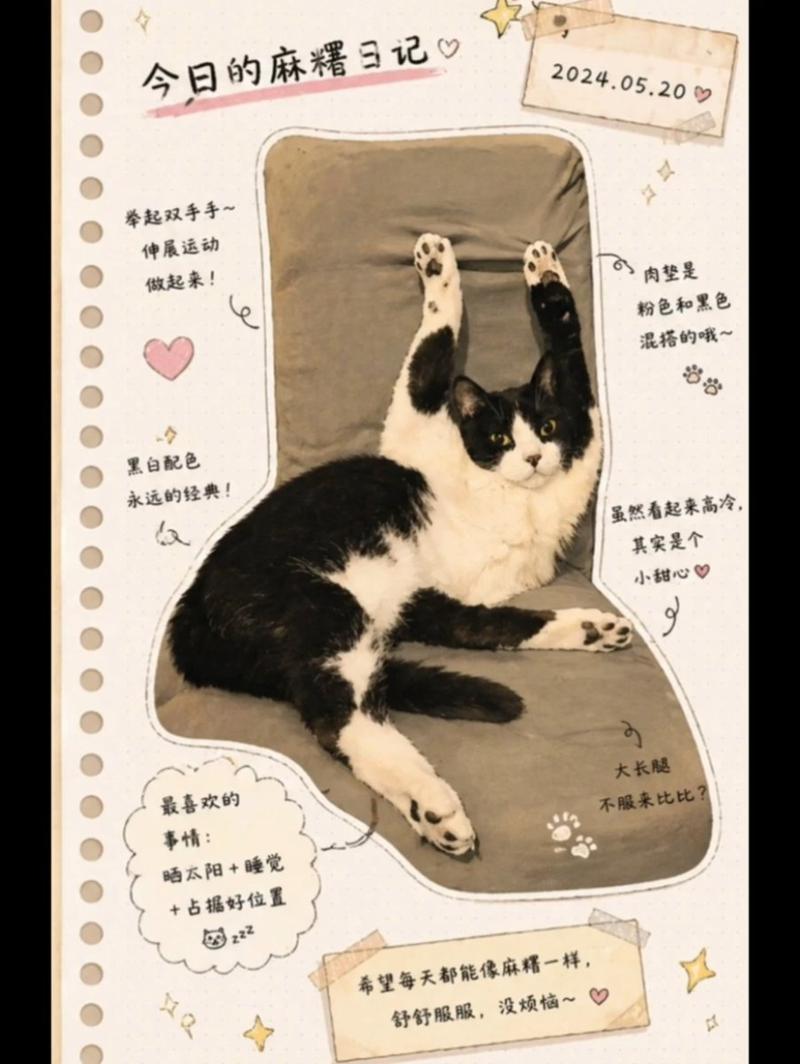 日式手账风猫咪日记