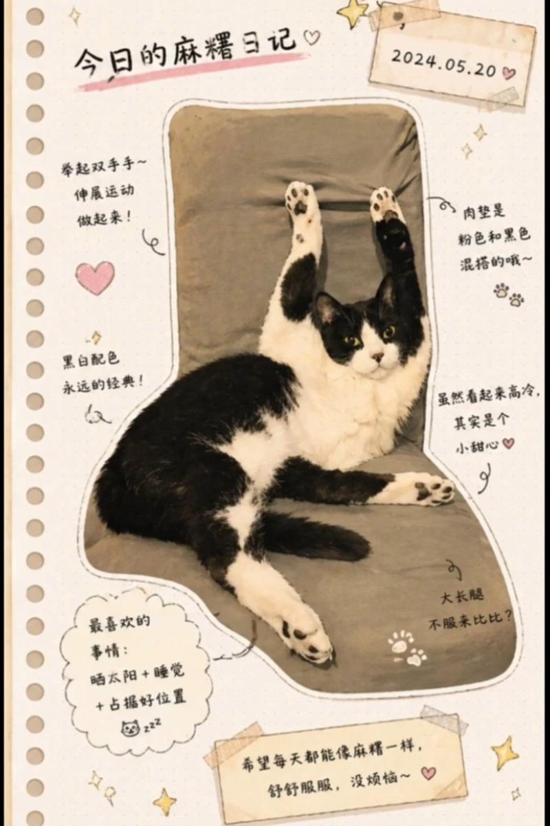 日式手账风猫咪日记