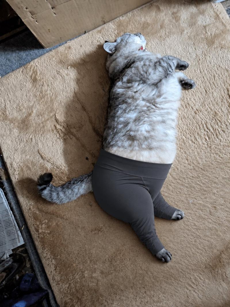 穿瑜伽裤的猫