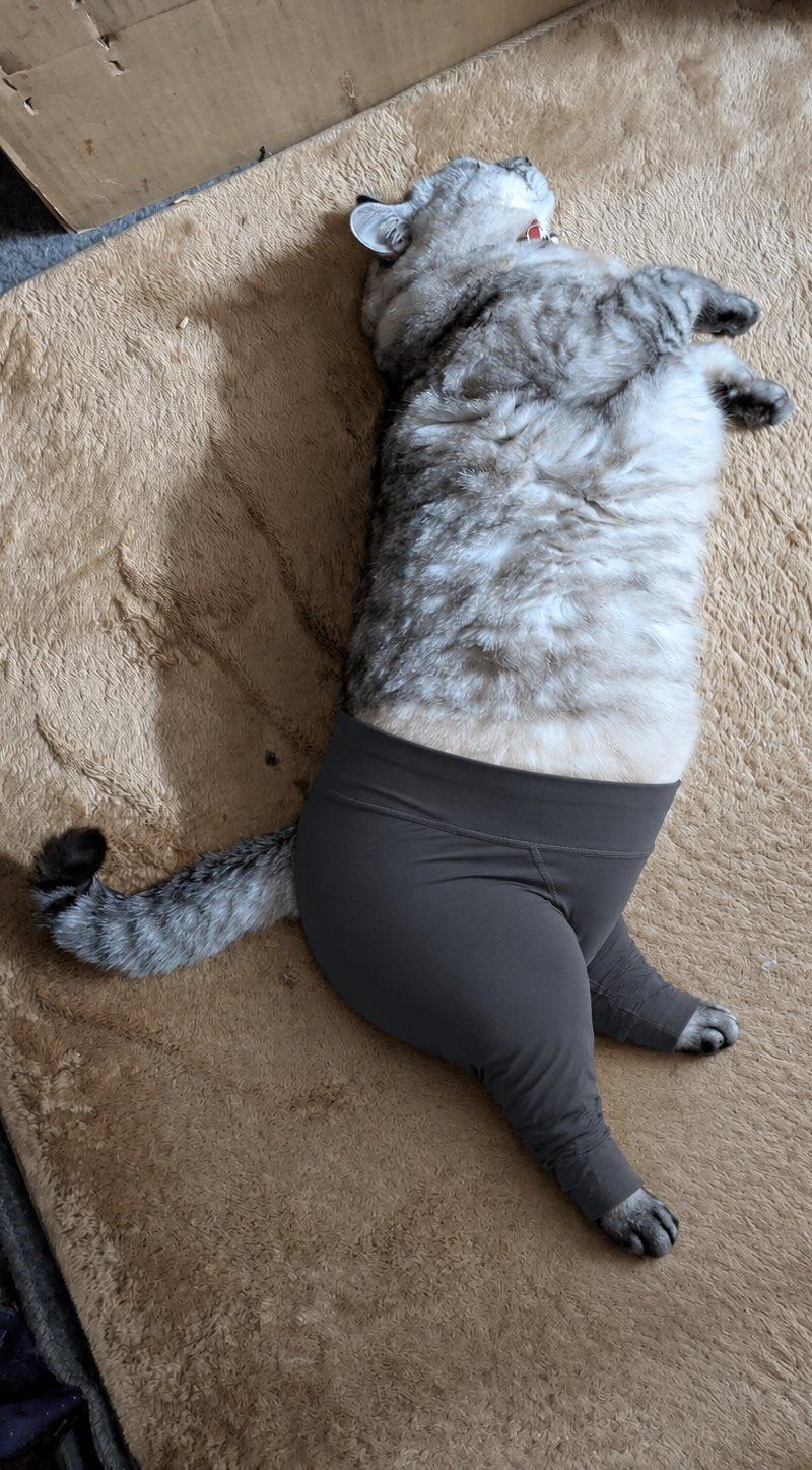 穿瑜伽裤的猫