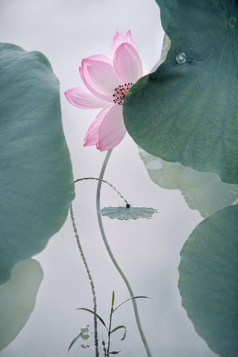 电影感莲花古画