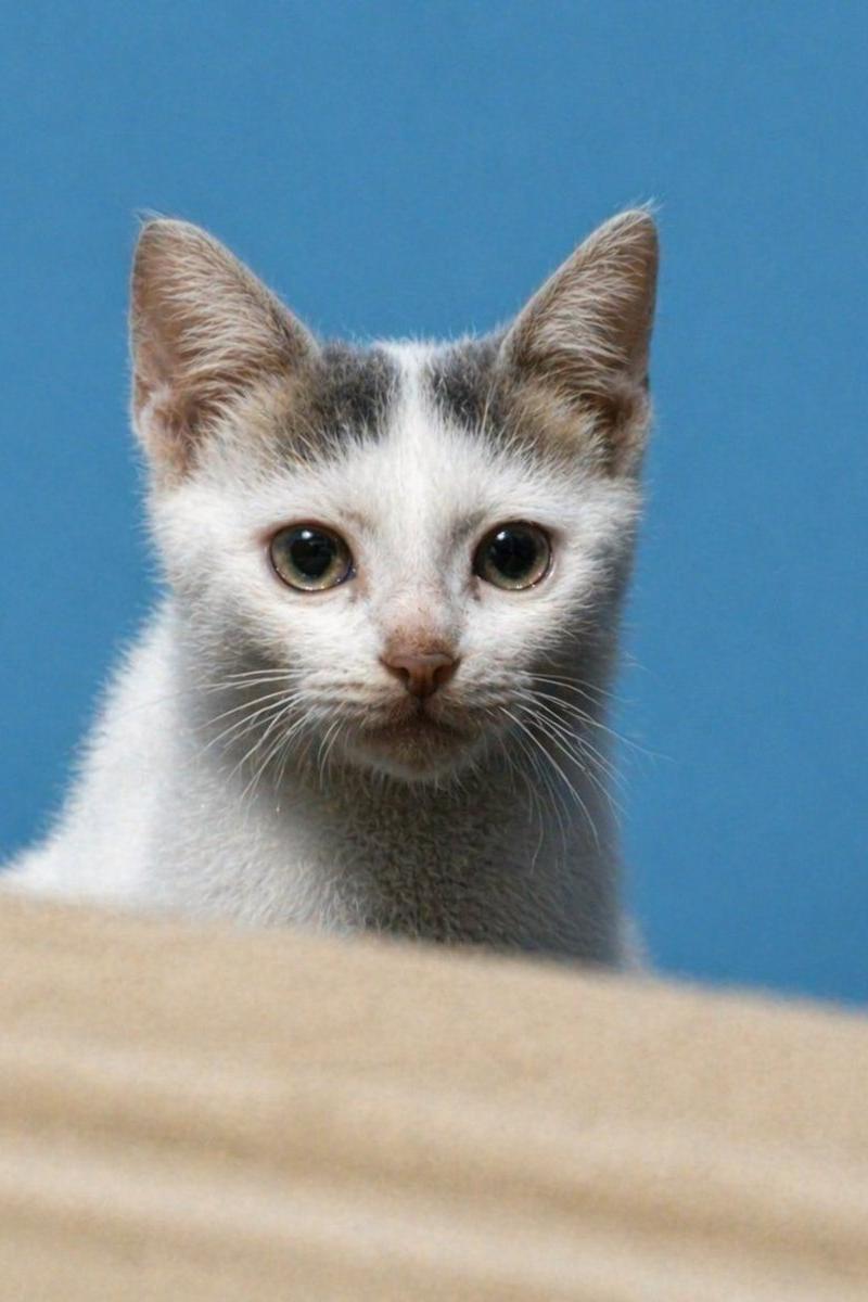 优化模糊的小猫照片