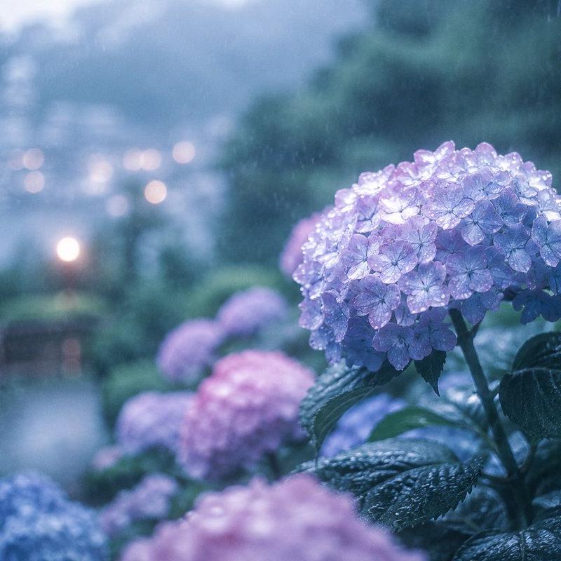 雨中镰仓绣球花海