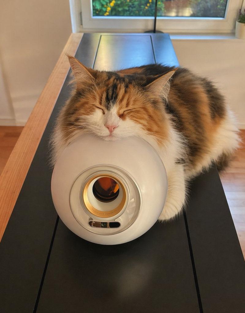 白色家电上熟睡的三花猫
