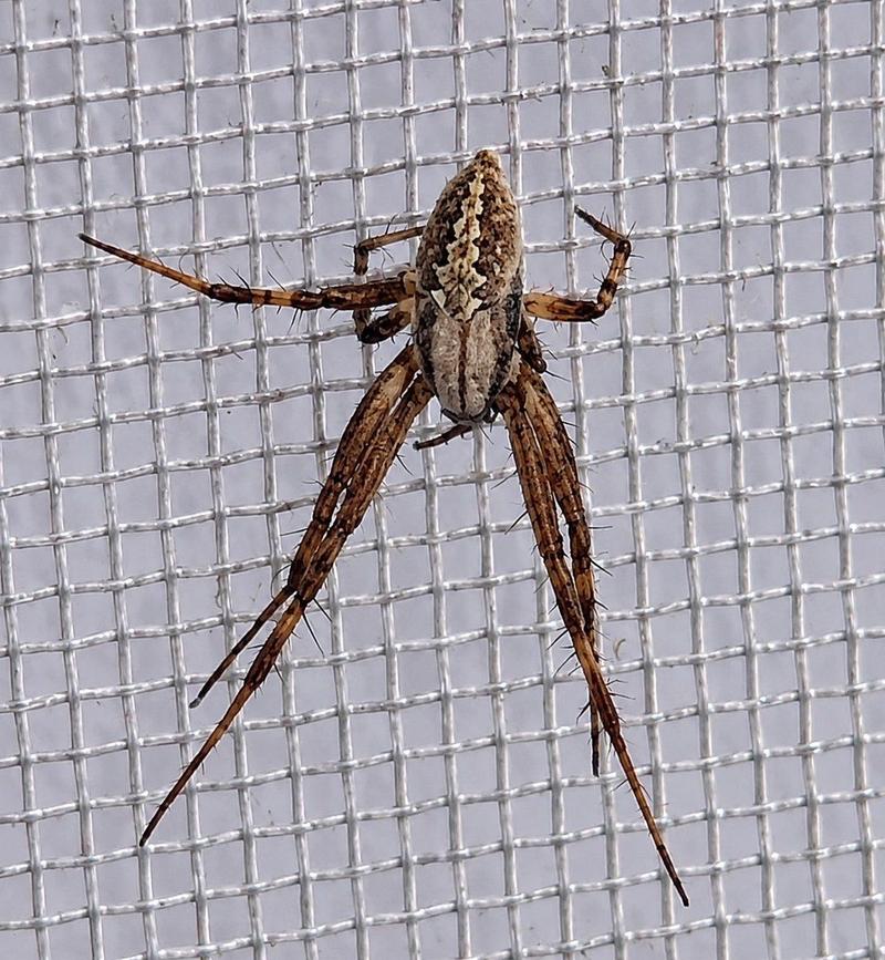 Social Media Post - Enhanced Spider Macro Photo